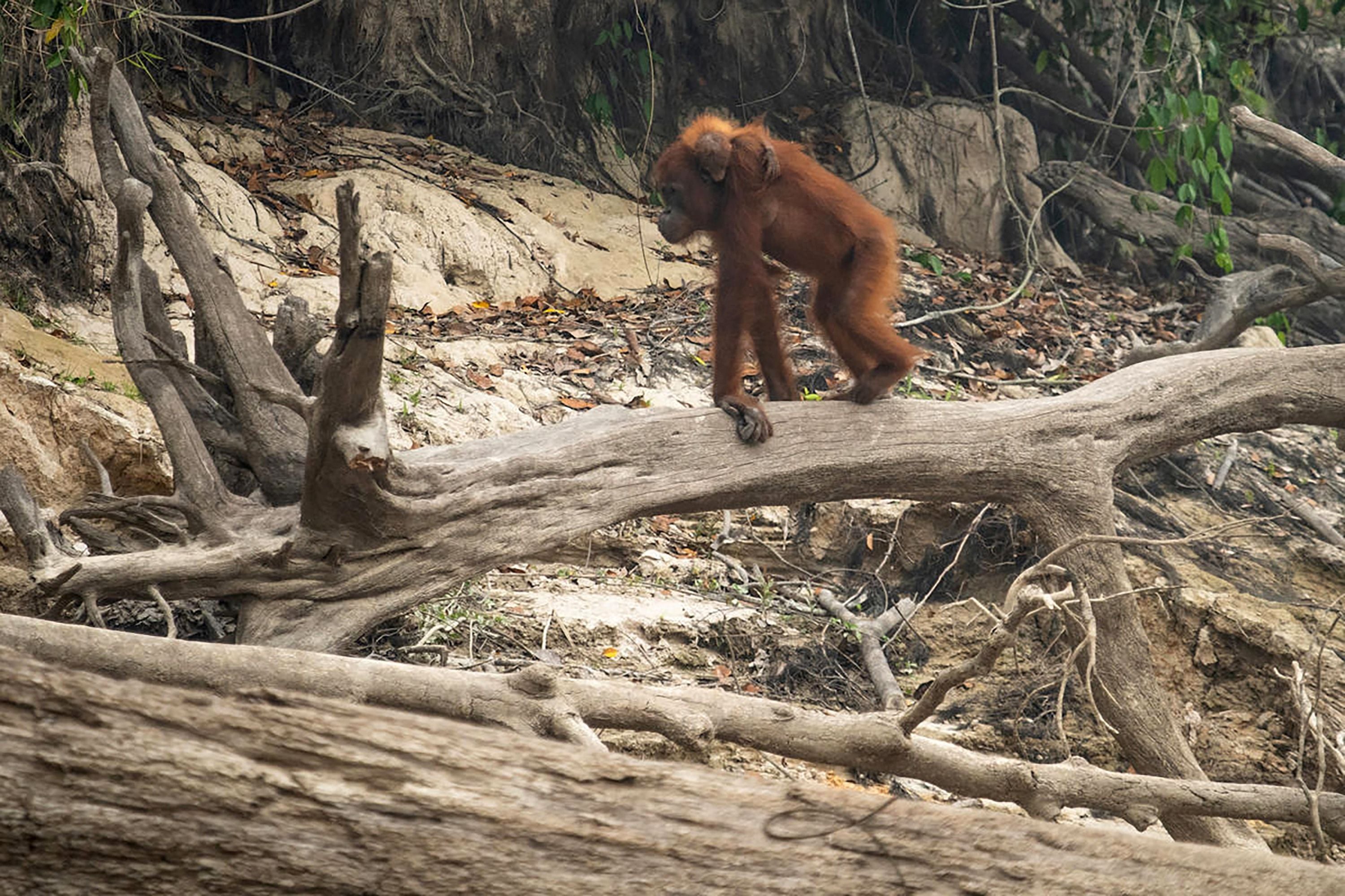 Orangutan Serang Perkebunan di Aceh 