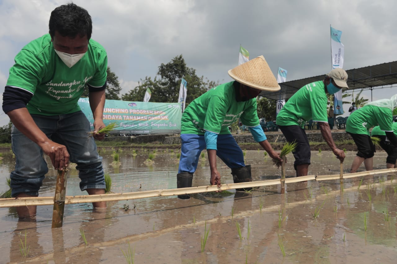 Para petani Kalasan menanam padi organik varietas IR-64.