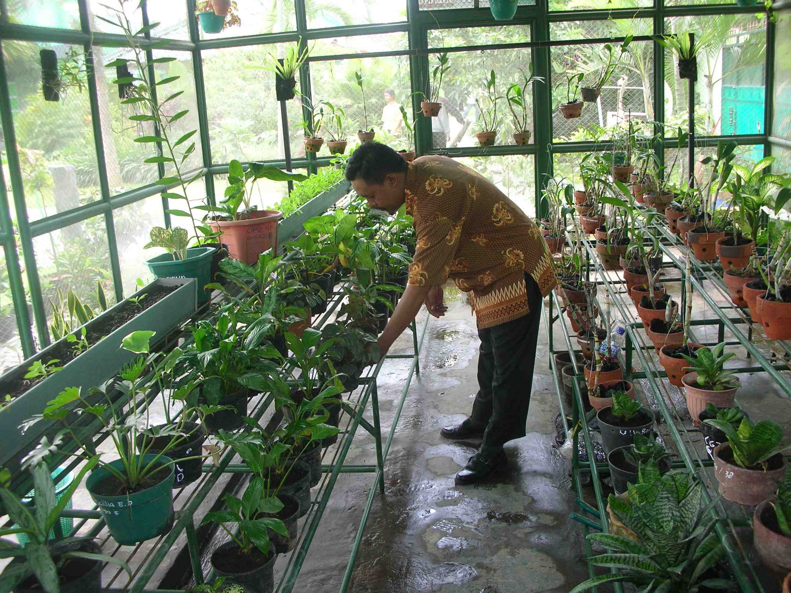 Guru sedang mengamati tanaman di ruang khusus SMAN 10 Malang yang merupakan sekolah adiwiyata.