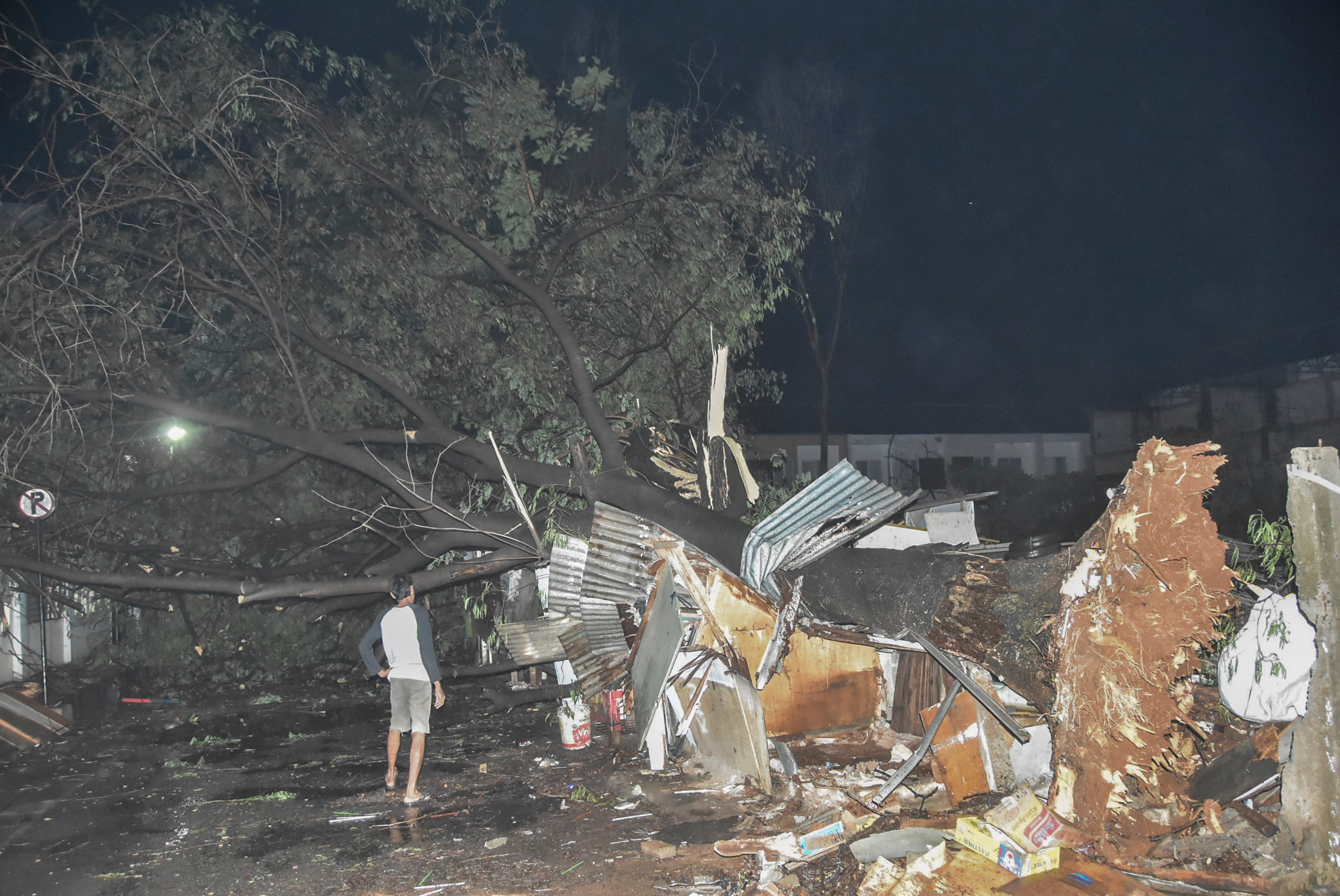 Ilustrasi pohon tumbang