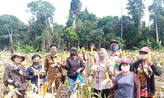 Geliat budidaya jagung Paju Epat, Kabupaten Barito Timur, Kalteng diharap memotivasi kecamatan lain 