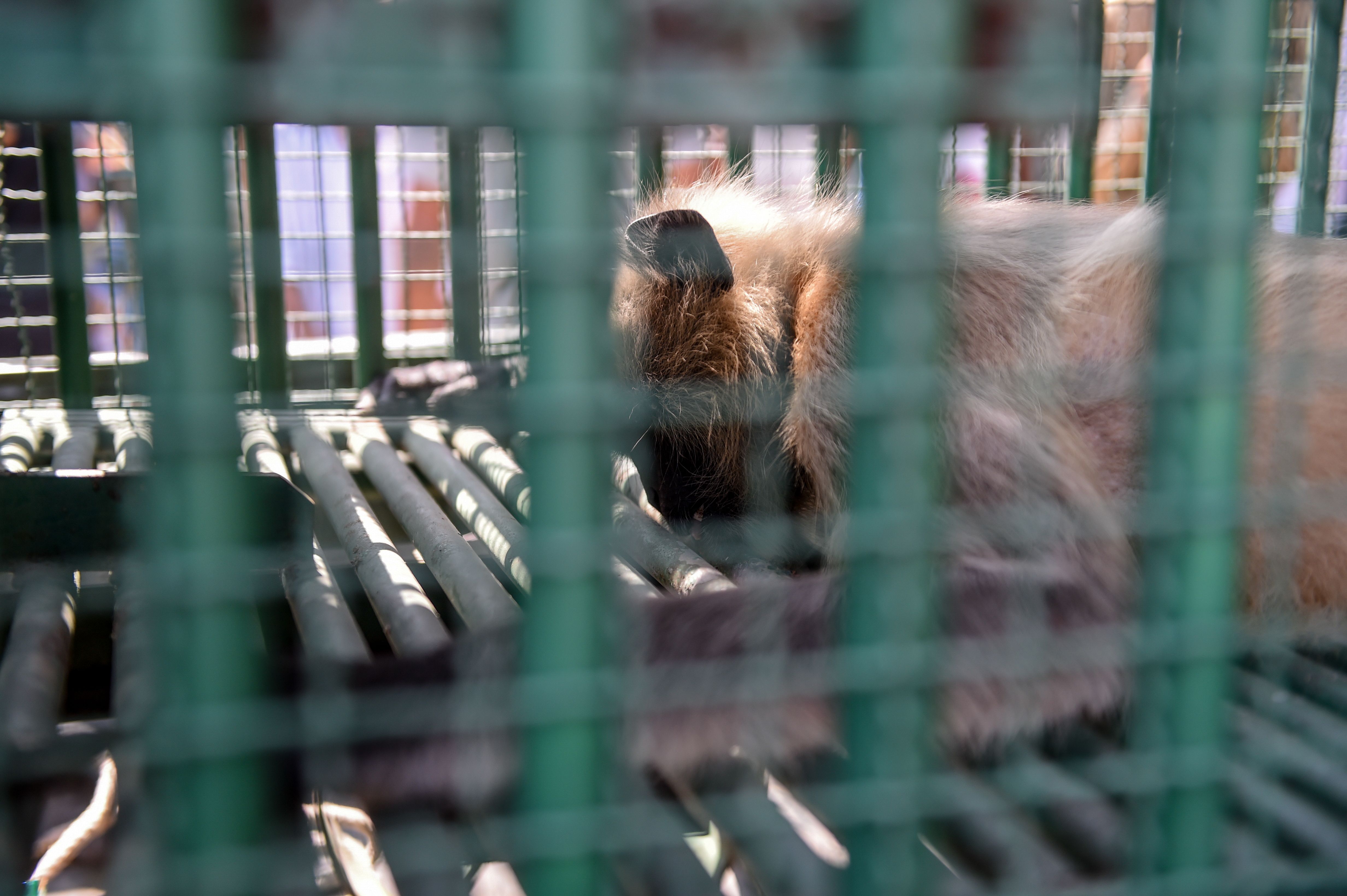 Salah seekor monyet pelaku tawuran yang ditangkap