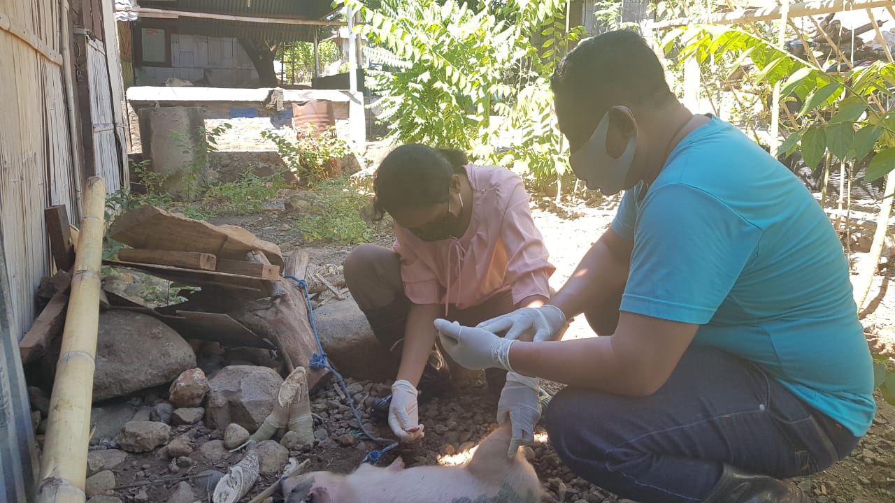 Petugas Lapangan sedang mengambil sampel babi yang mati mendadak, Rabu (7/10). 