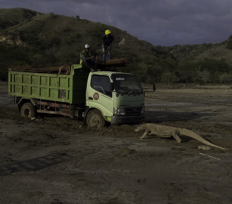 Komodo menghalangi truk di Pulau Rinca, NTT.