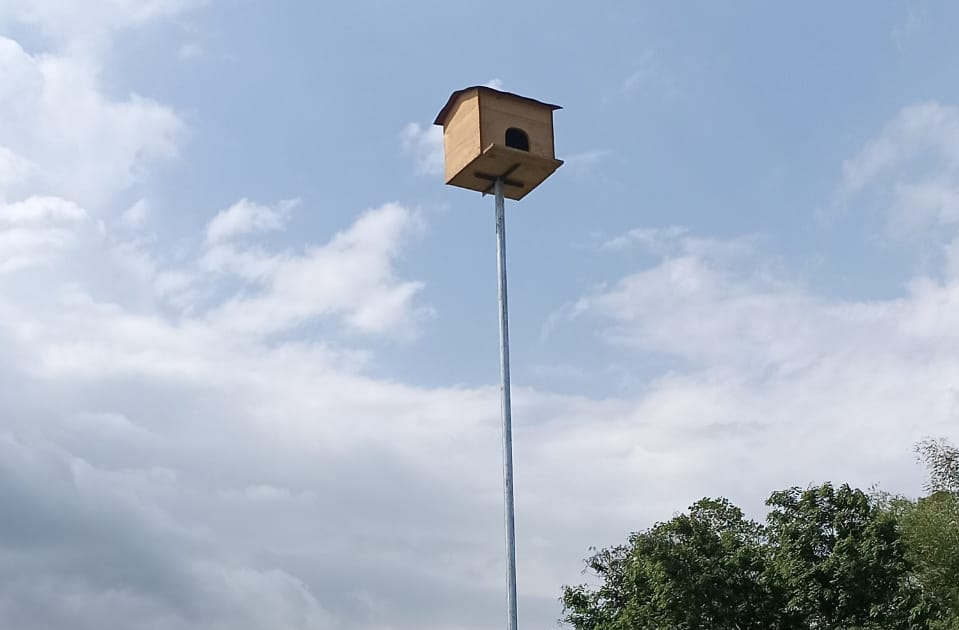 Atasi Hama Tikus, Satgas Proteksi Jember Lakukan Pemasangan Rubuha