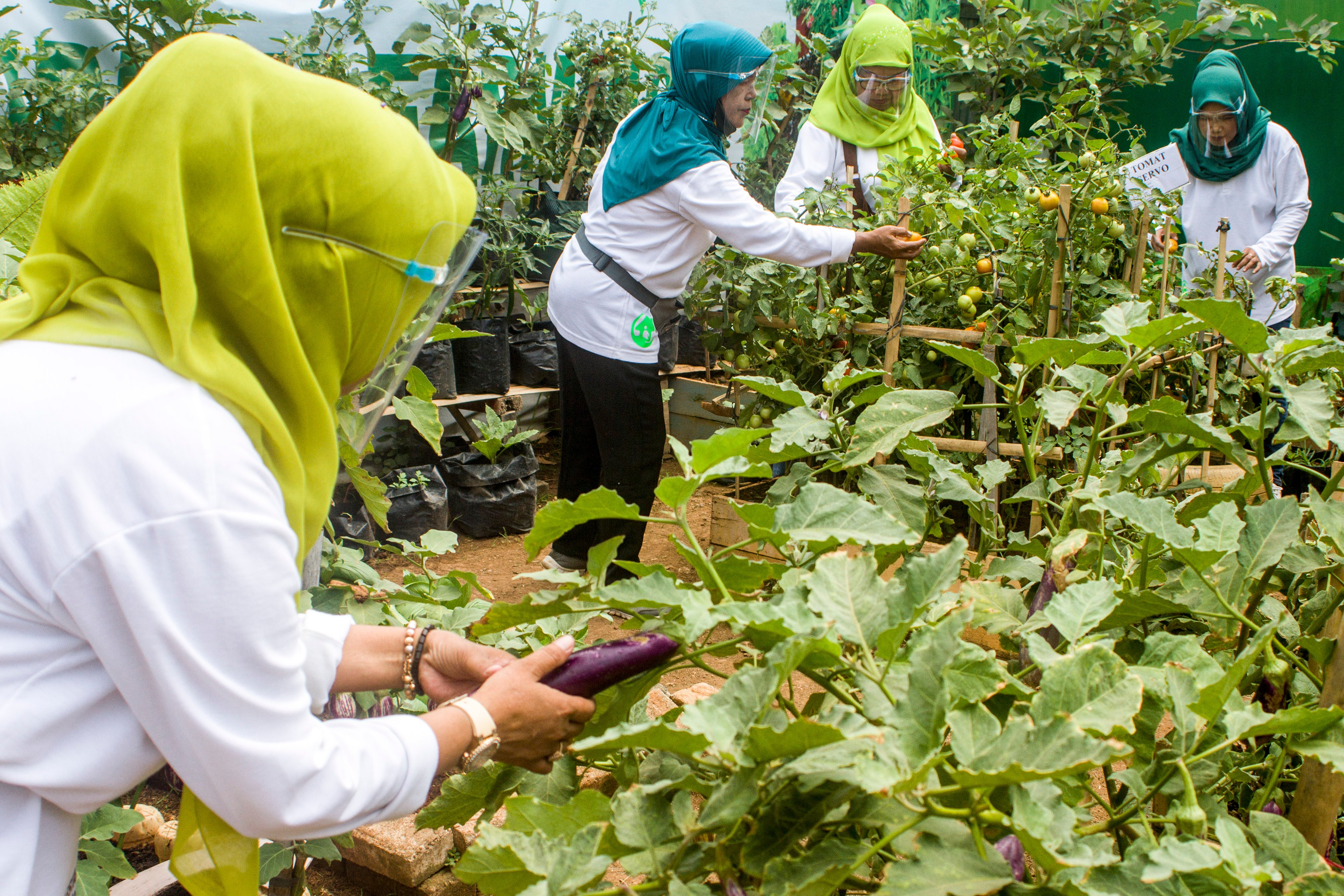  Petani yang tergabung dalam Kelompok Tani Wanita (KWT) Bina Tani Lestari memanen sayuran di Hibar Eco Village, Jabar.