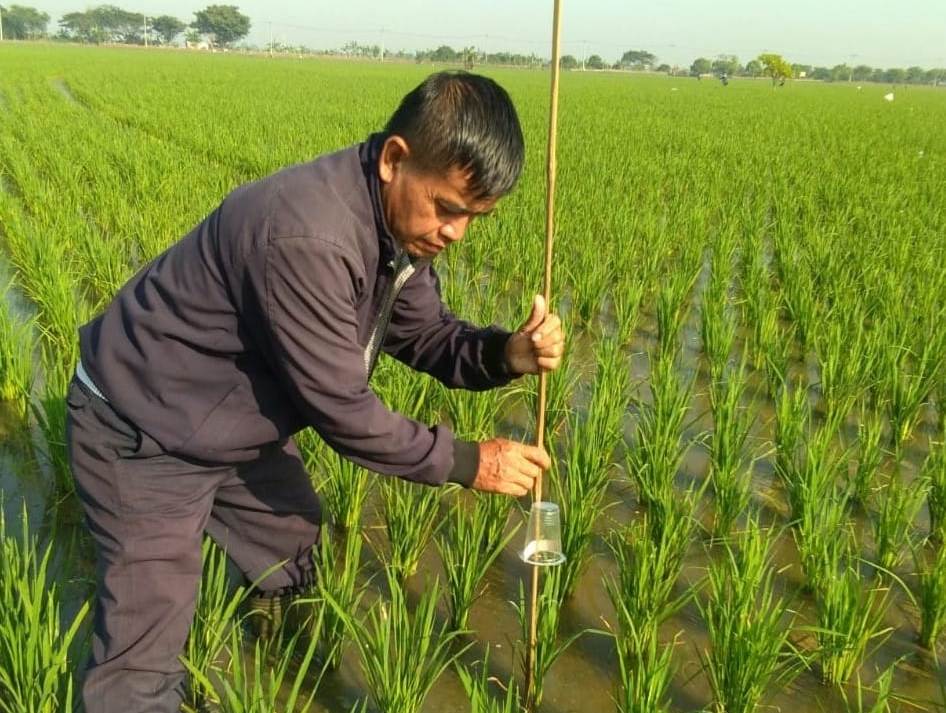Kementan Galakkan Gerdal Ramah Lingkungan Atasi Sundep dan Beluk 