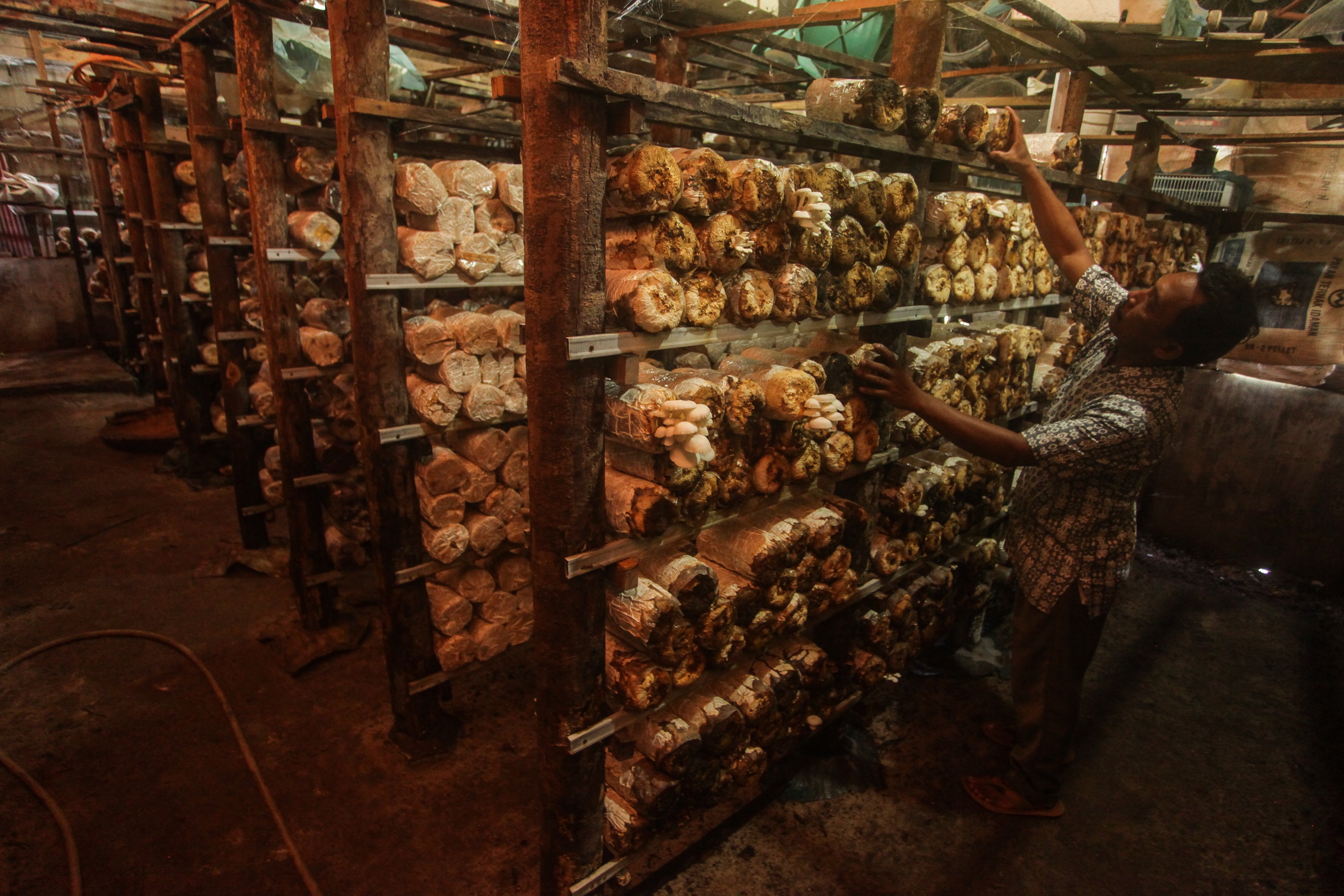 Seorang petani merawat baglog (media tanam) jamur tiram di Jalan Brokoli, Palangkaraya, Kalimantan Tengah