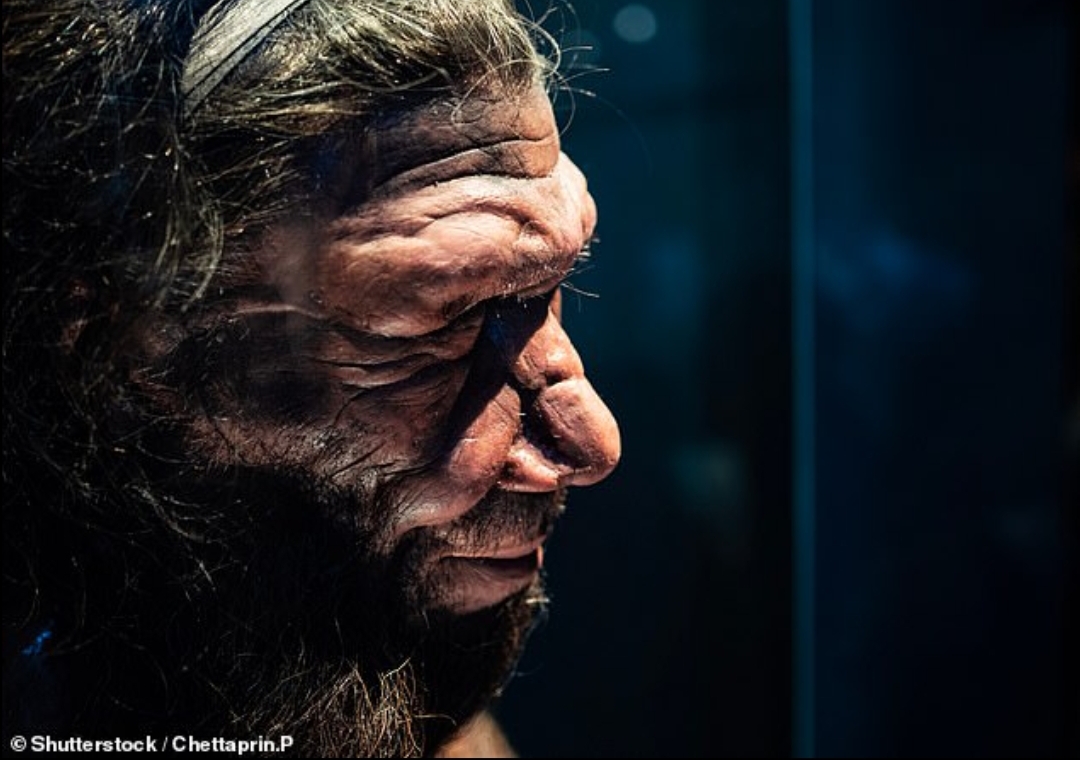 Tim peneliti daru universitas di Italia menemukan bahwa Homo erectus dan neanderthal punah karena perubahan iklim.