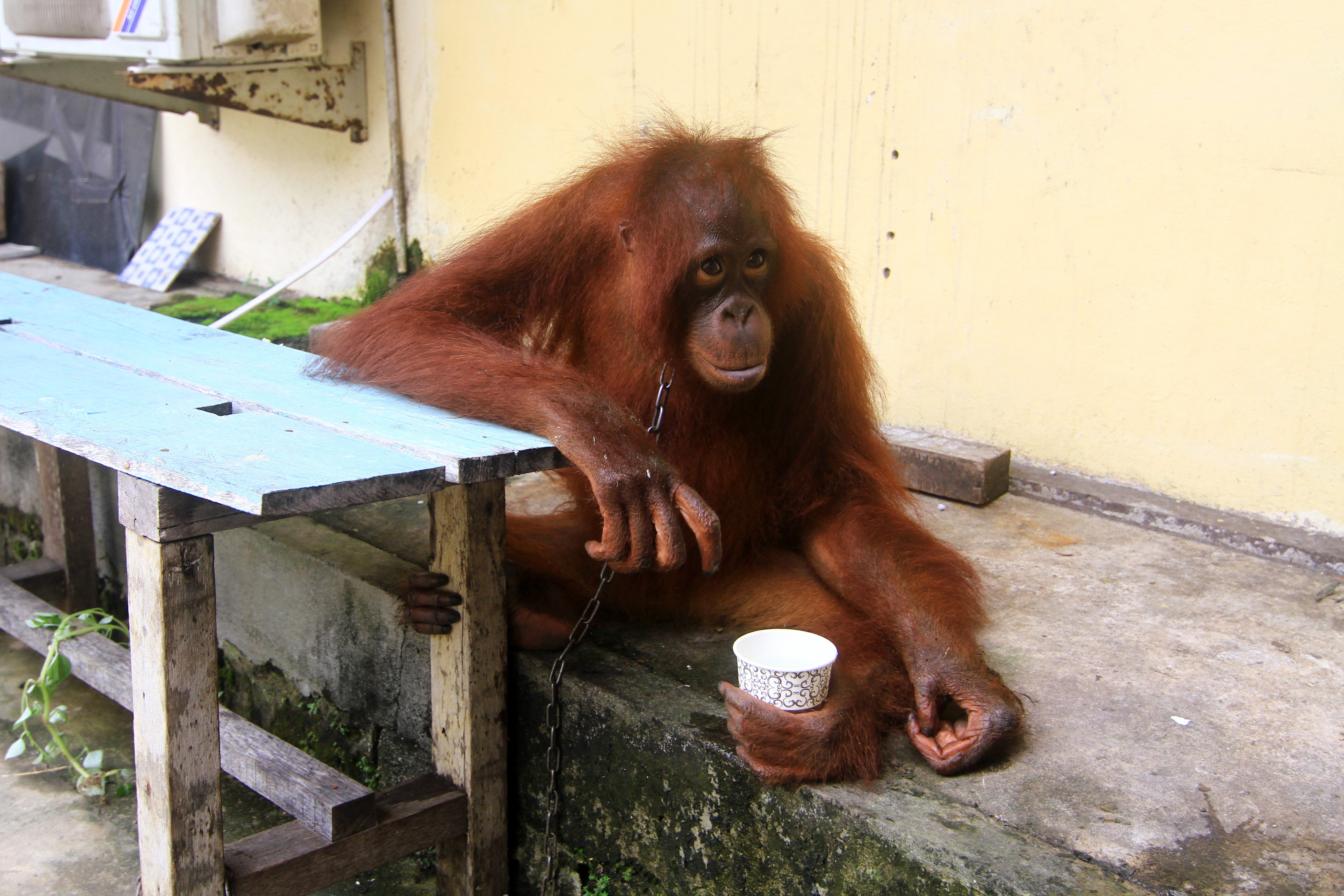 Satu individu Orangutan betina bernama Kingkong duduk di halaman dalam Mako Polres Mempawah di Kabupaten Mempawah, Kalimantan Barat.