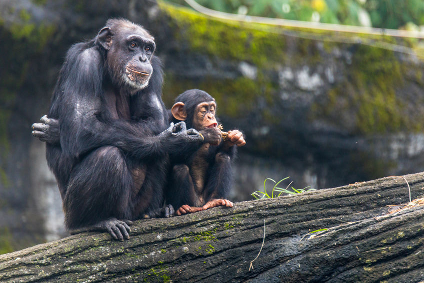 Simpanse muda di sebuah taman margasatwa. 