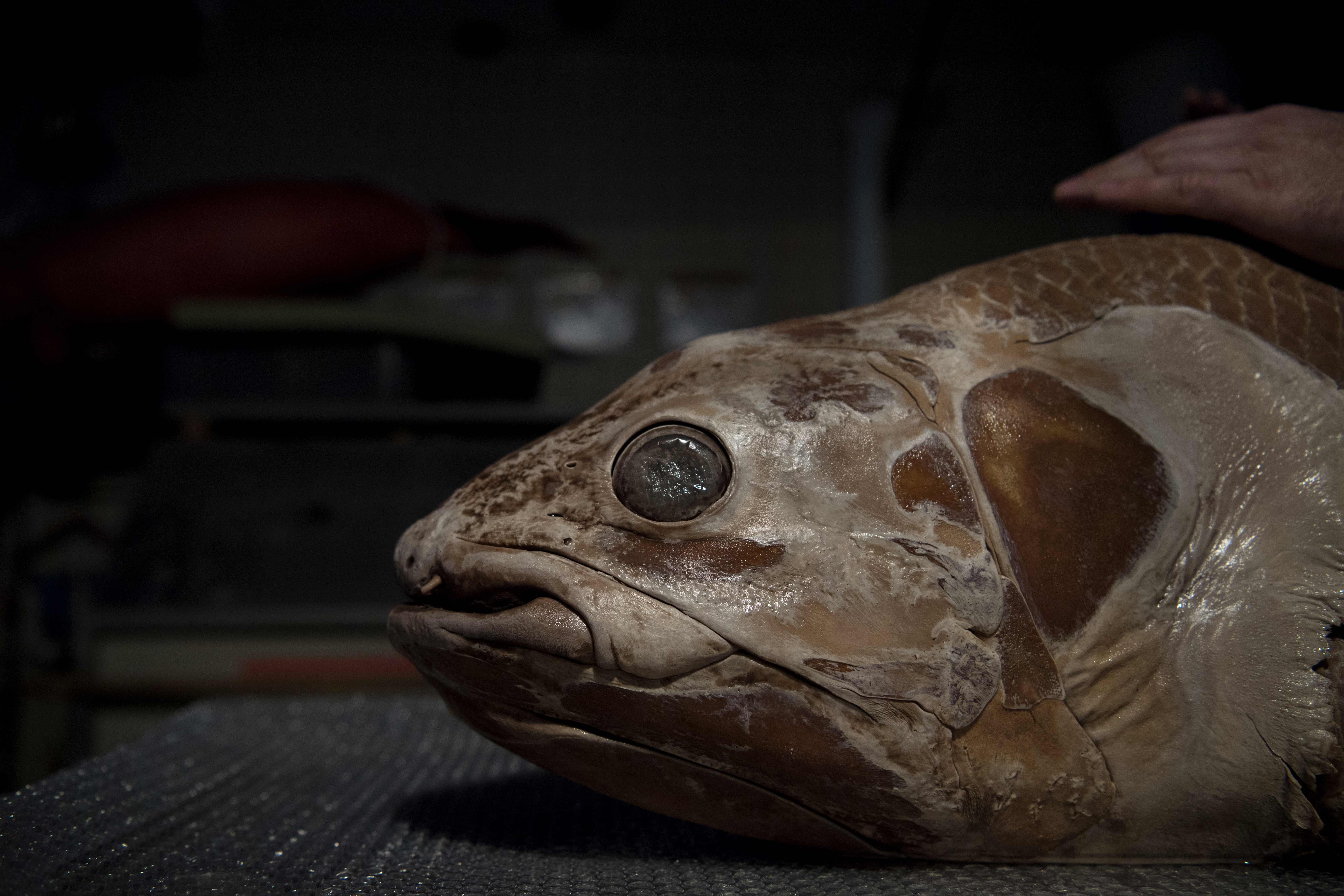 Jenis Ikan Coelacanth saat dipamerkan di Prancis tahun lalu