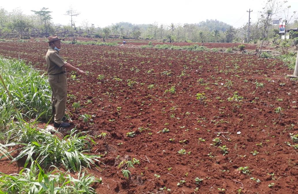 Tanaman palawija sudah mulai menghijau di wilayah Gunung Kidul, Daerah Istimewa Yogyakarta.