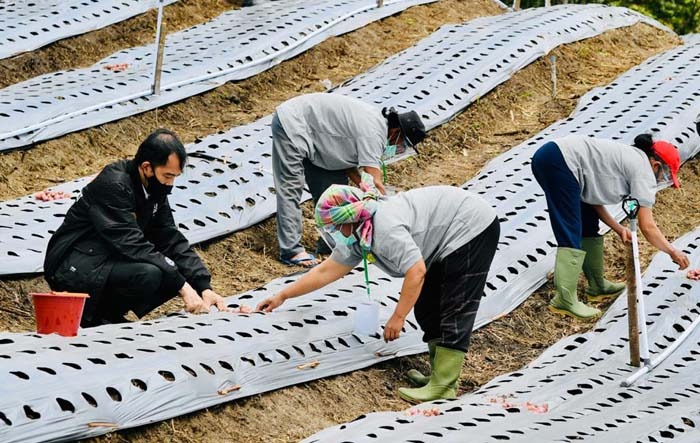 Komoditas yang ditanam bawang merah, bawang putih dan kentang.