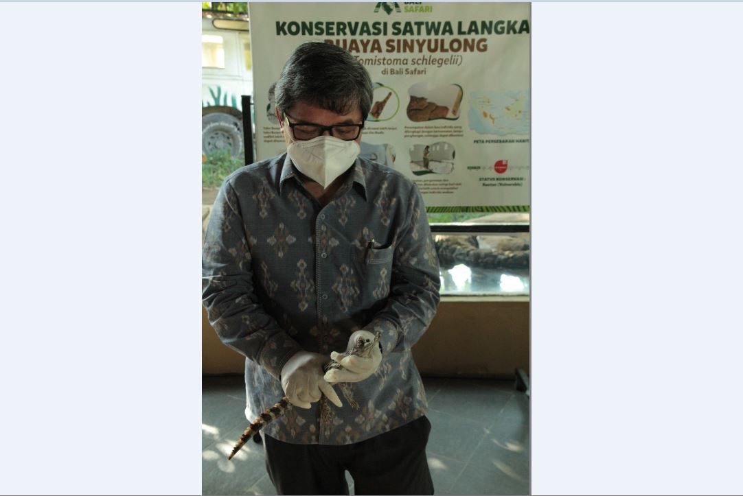 Wamen LHK Beri Nama Buaya yang Lahir di Bali Safari Park