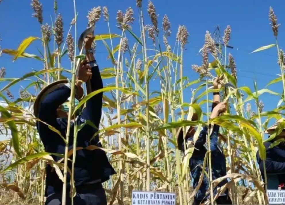 Dinas Pertanian Buleleng, memanen perdana sorgum (jagung gembal) di Desa Tegallinggah, Kecamatan Sukasada, Buleleng, Provinsi Bali. 