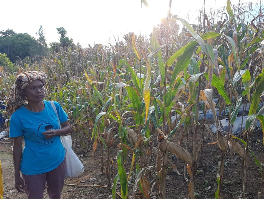 Petani di Tapanuli Utara, Sumatra Utara berada di tengah ladangnya. Mereka berharap jalan tani tetap dibangun
