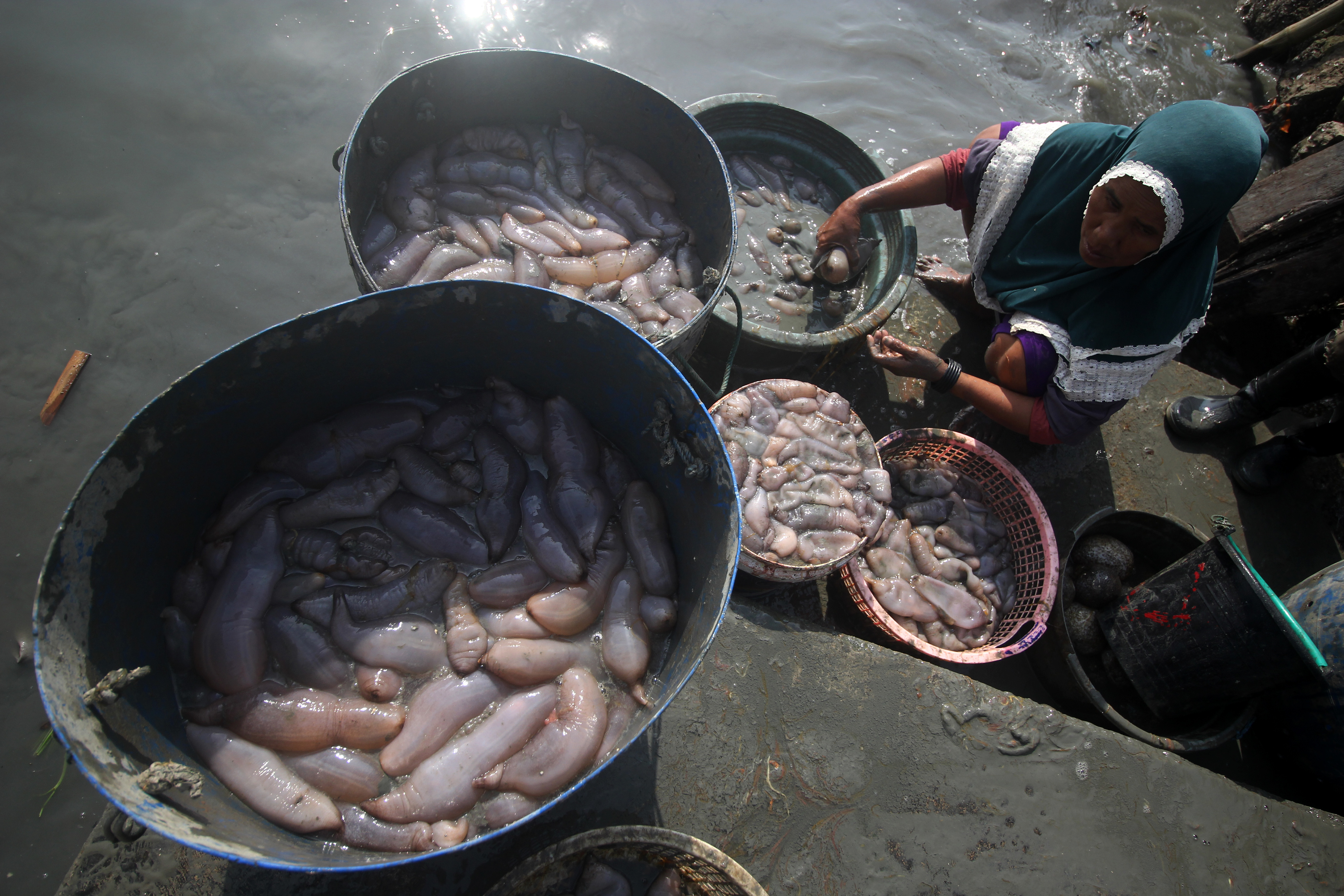 Warga mengeluarkan isi teripang atau timun laut sebelum dimasak di Kampung Nelayan Sukolilo, Surabaya, Jawa Timur, Selasa (3/7).