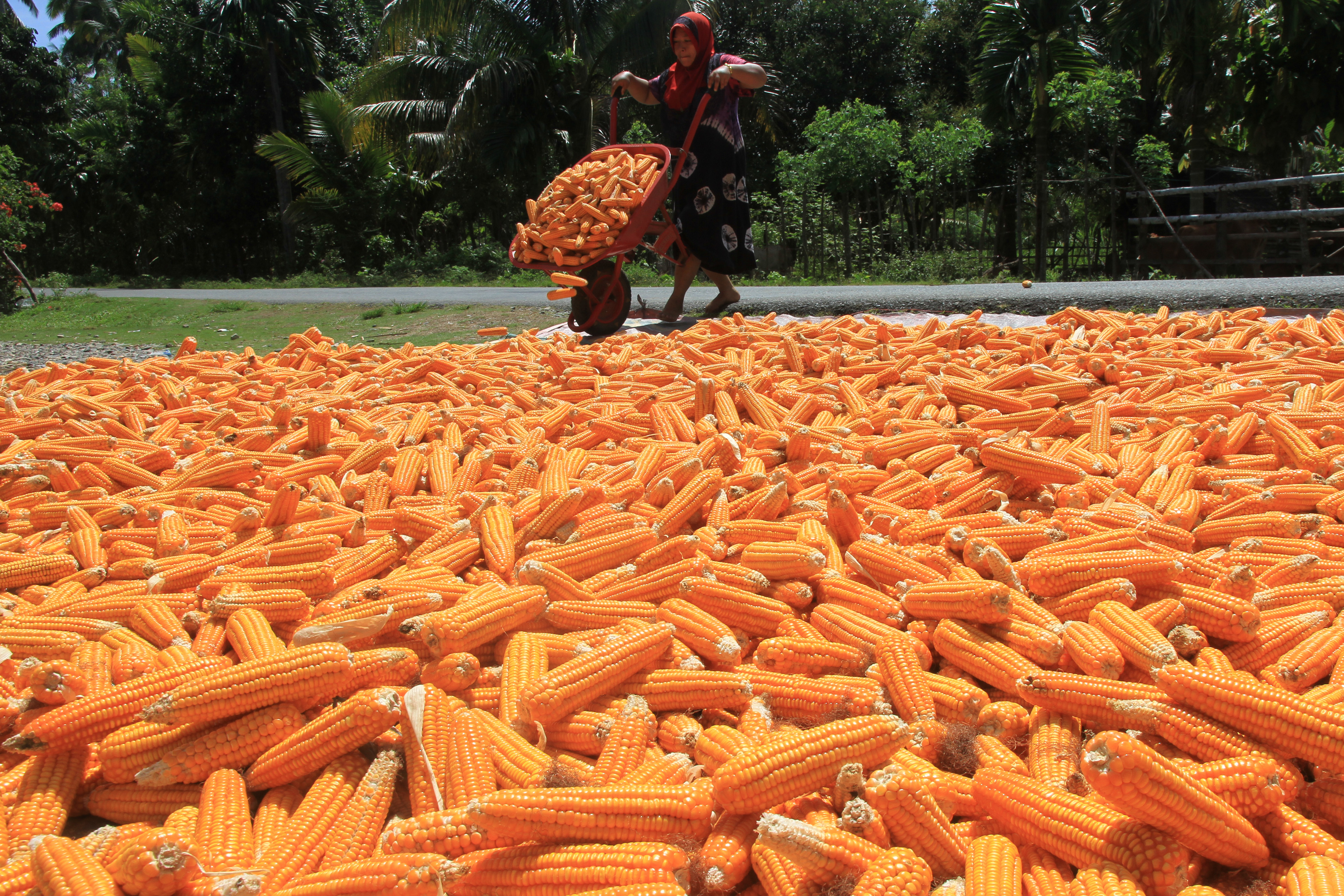 Petani menjemur jagung sebelum dirontokkan di Desa Simpang Peut, Kecamatan Arongan Lam Balek, Aceh Barat, Aceh.