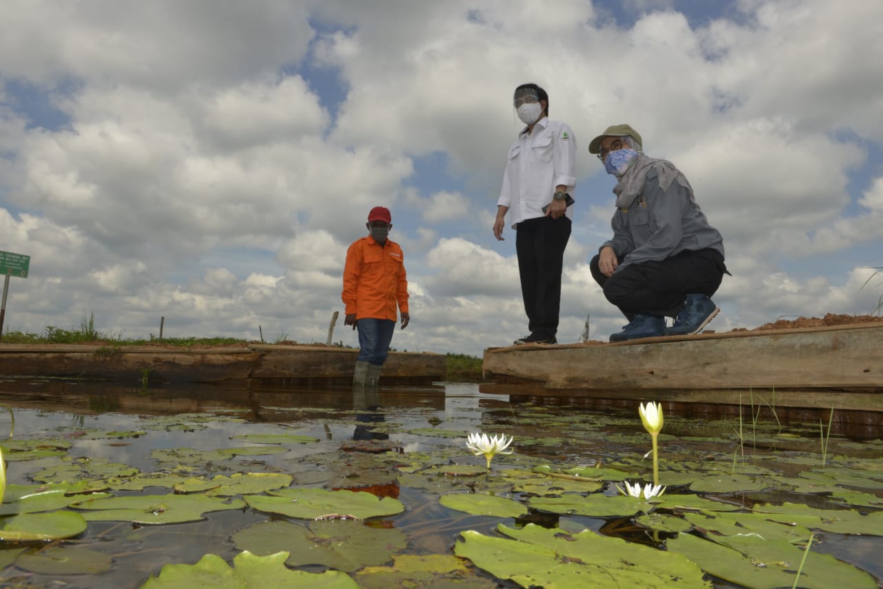 Potensi gambut di Desa Tatakan di Kecamatan Tapin Selatan, Kabupaten Tapin, Kalimantan Selatan menjadi tempat pariwisata.
