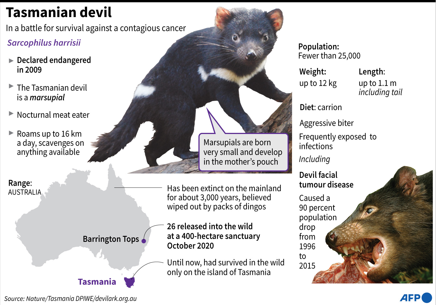 Info Grafis: Populasi Setan Tasmania