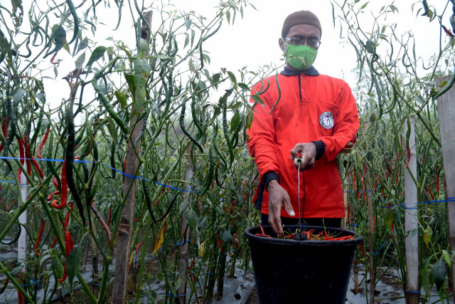 Kepala Dinas Pertanian Boyolali Bambang Jiyanto ikut memanen tanaman cabai di Desa Senden, Selasa (6/10). 