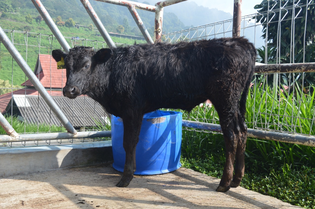 Sapi Wagyu menjadi primadona di antara beberapa sapi jenis daging sapi lainnya.