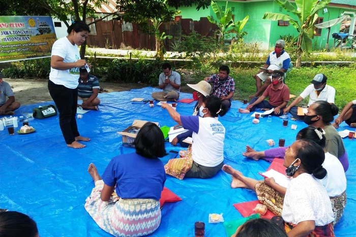 Petani dari Poktan Sejati Nagori dipandu penyuluh BPP Panei pada Sekolah Lapang IPDMIP tentang kelola kesuburan tanah dengan pemupukan berim