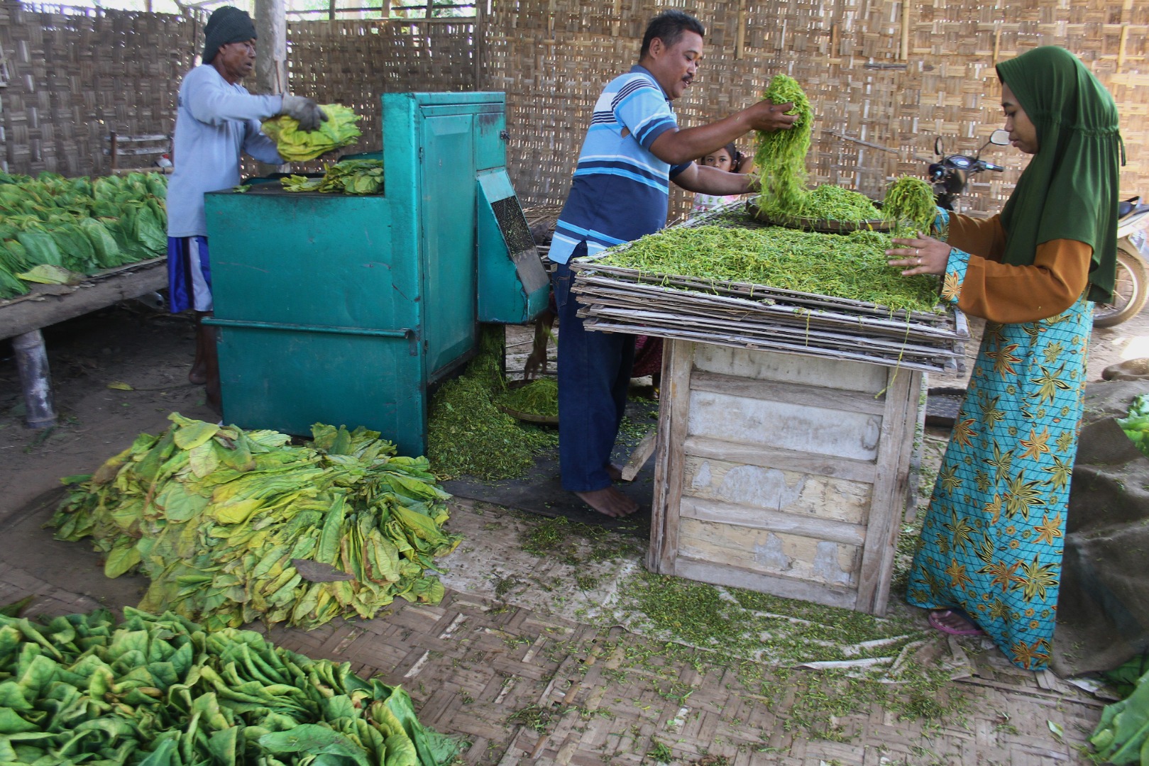 Penaikan Cukai Beratkan Petani Tembakau