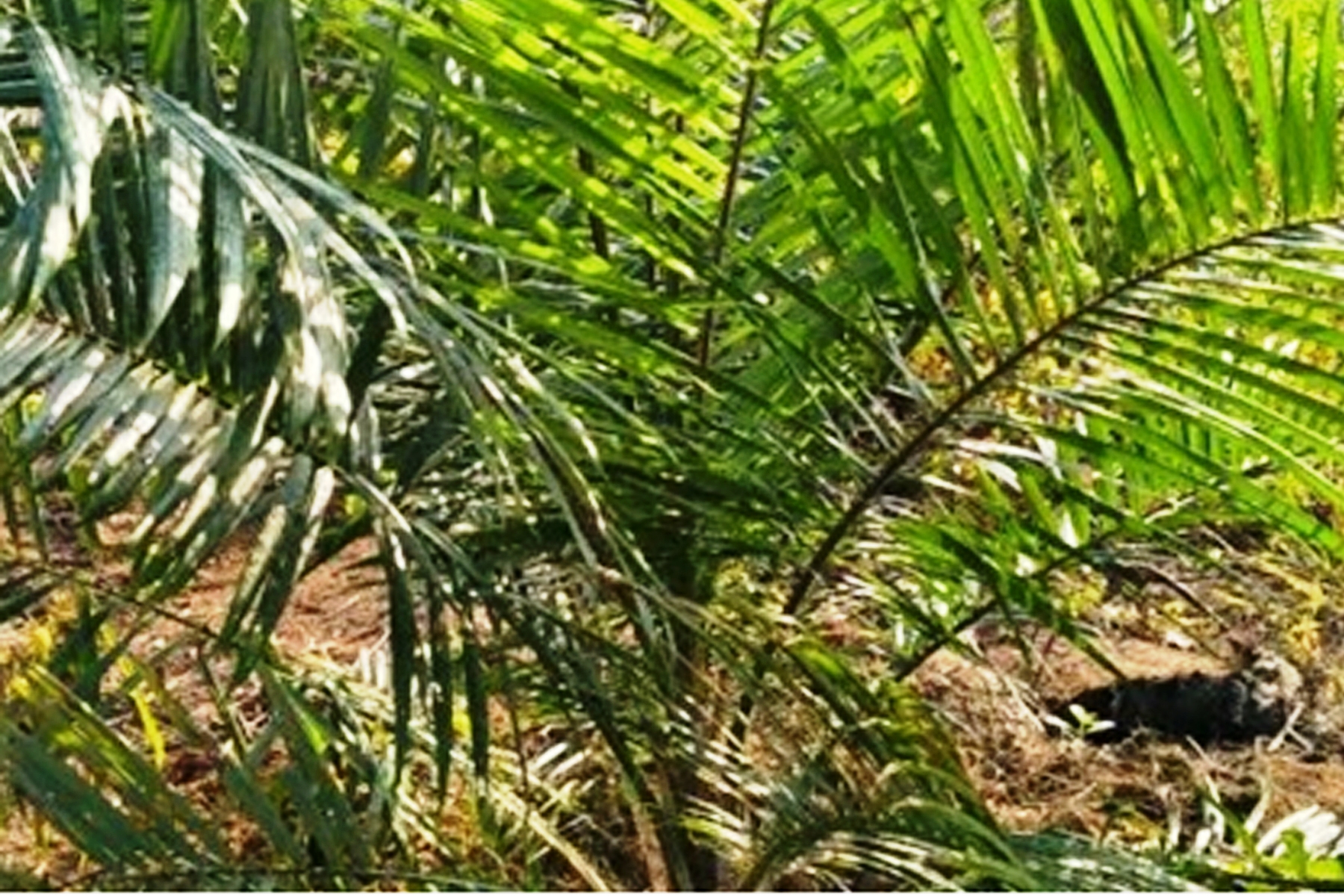 Pola kemitraan inti-plasma itulah yang membuat program PIR berhasil.