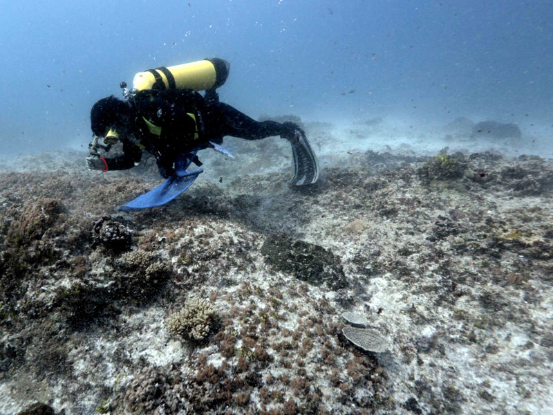 Pemerintah Siapkan Program PEN Restorasi Terumbu Karang di Bali