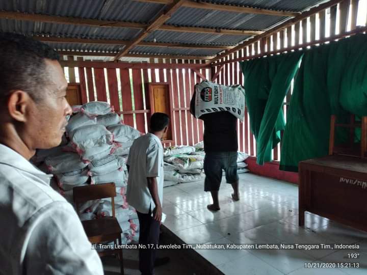 Dinas Pertanian Kabupaten Lembata telah menyiapkan pupuk dan benih untuk musim tanam Oktober-Maret.