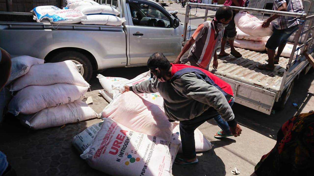 Petani di Kabupaten Sikka, NTT tetap bisa mengambil pupuk bersubsidi meskipun belum memiliki kartu tani.