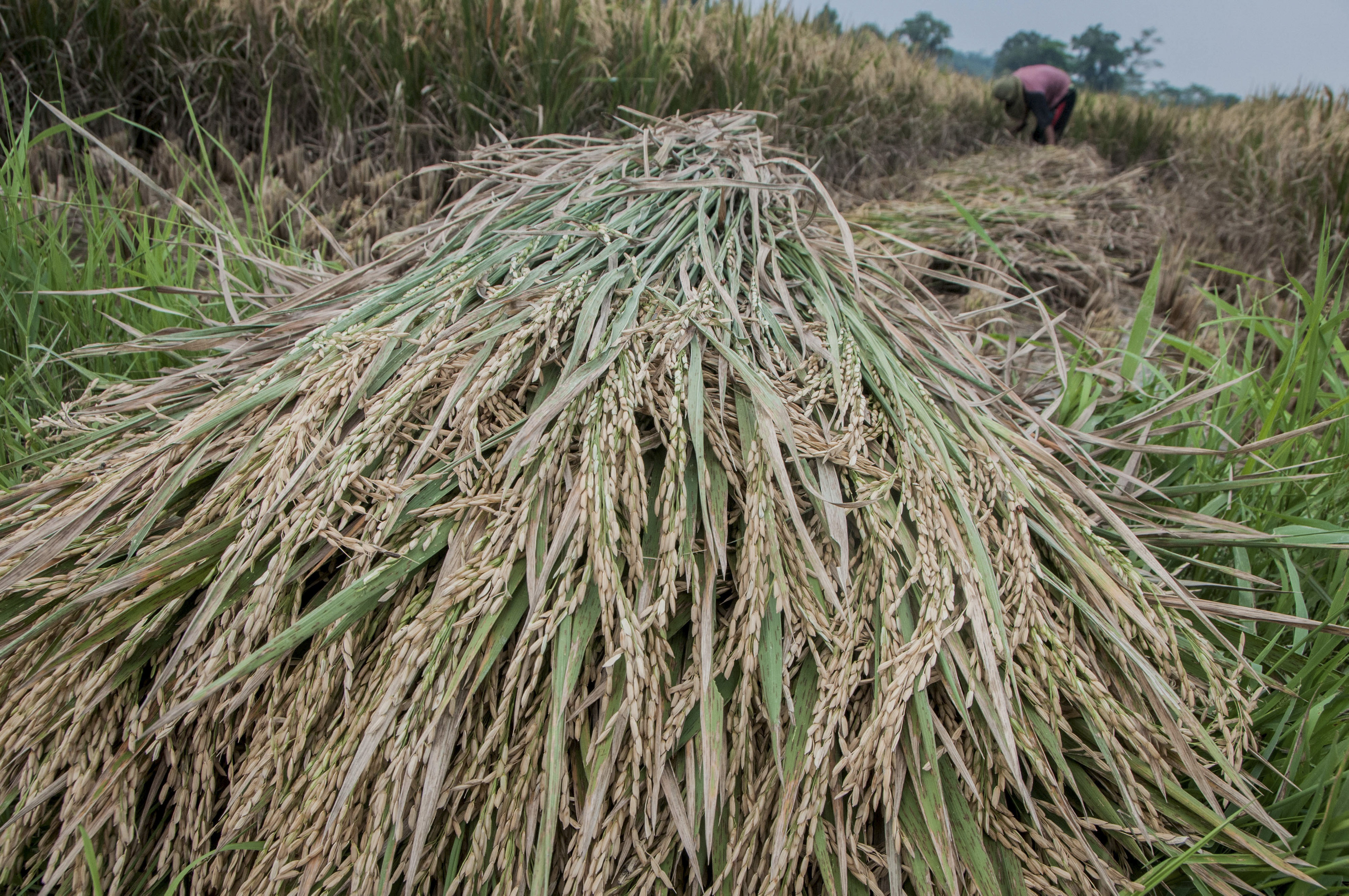 Petani memanen padi di Desa Kalanganyar, Lebak, Banten, Rabu (30/9/2020).