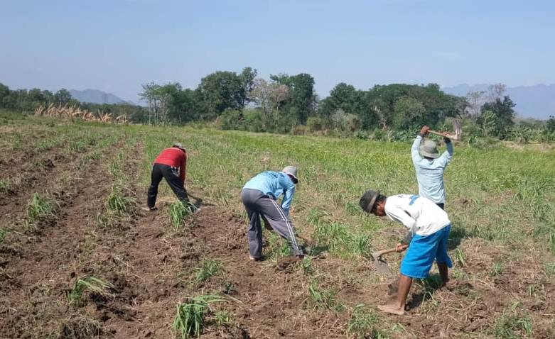 Area tanaman serai wangi di wilayah Kabupaten Brebes, Jawa Tengah. 