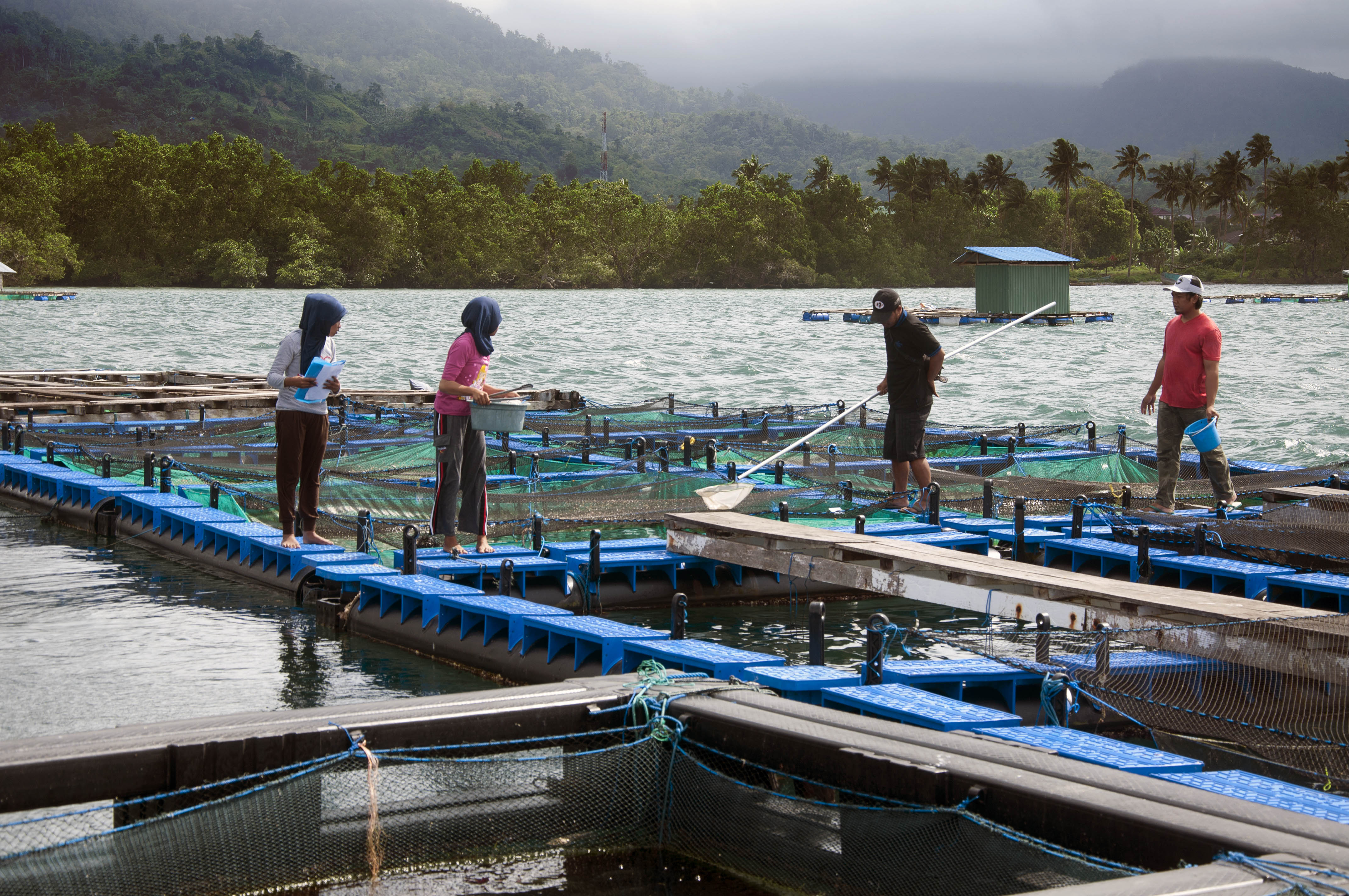 KKP Salurkan Bantuan 24 Ton Pakan Ikan ke Maluku Utara