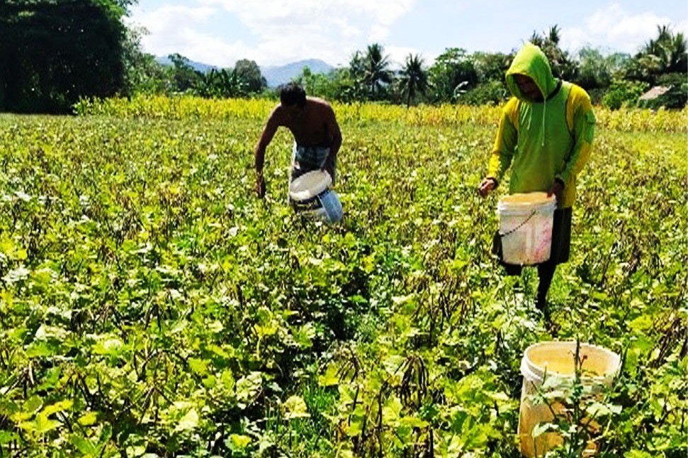 Kementan Dorong Sulsel Kembangkan Kacang Hijau