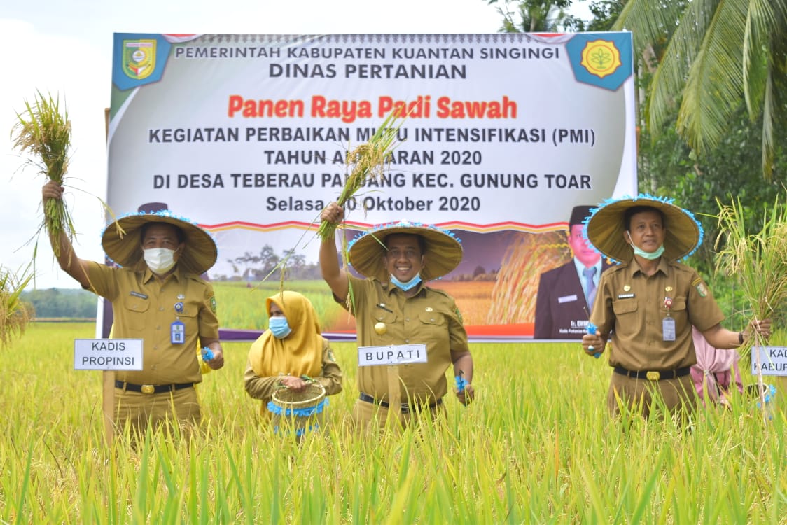 Di Tengah Pandemi, Petani Kuantan Singingi Panen Raya Padi
