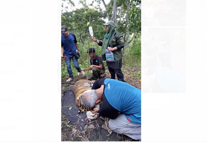 Evakuasi harimau Sumatra yang terkena jerat di APL Desa Malelang Jaya, Kecamatan Terangun, Kabupaten Gayo Lues.