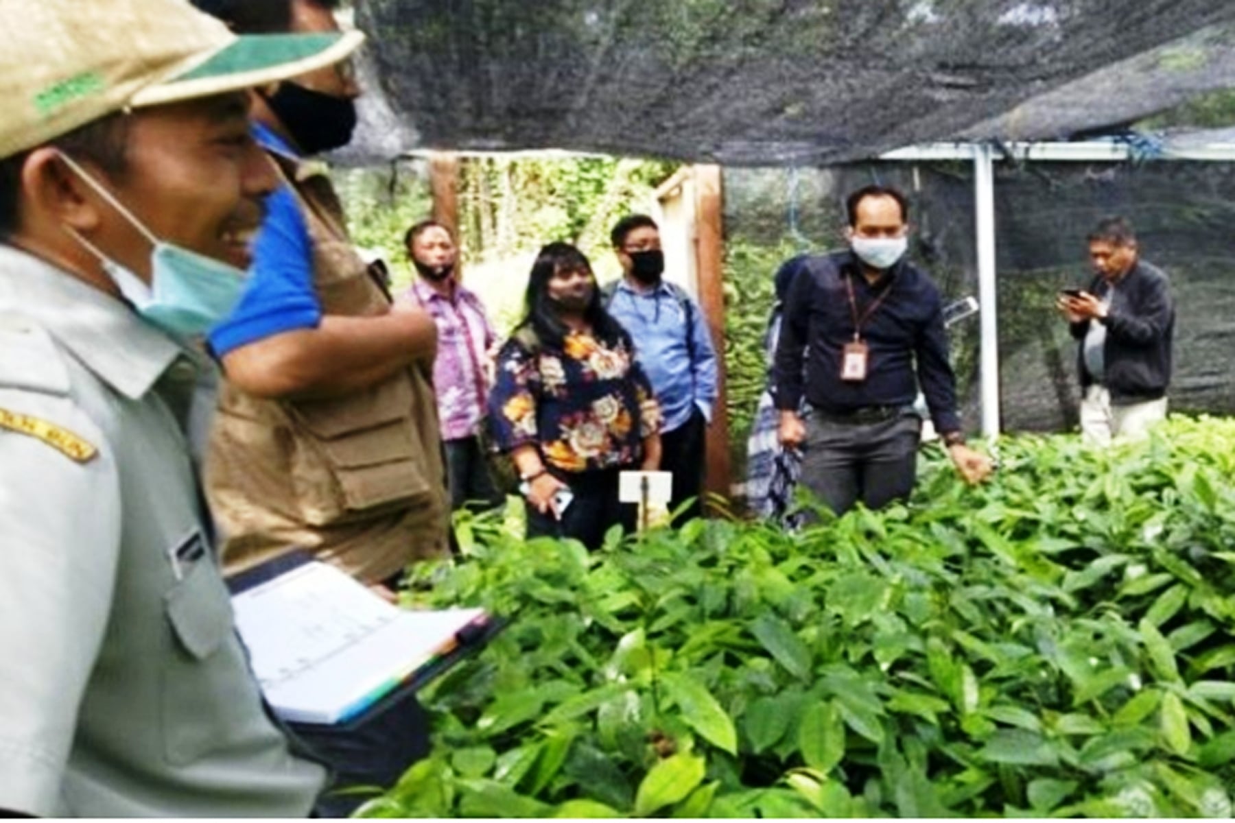 Apabila produk IHT menurun, dipastikan serapan cengkeh ke industri rokok juga menurun. 