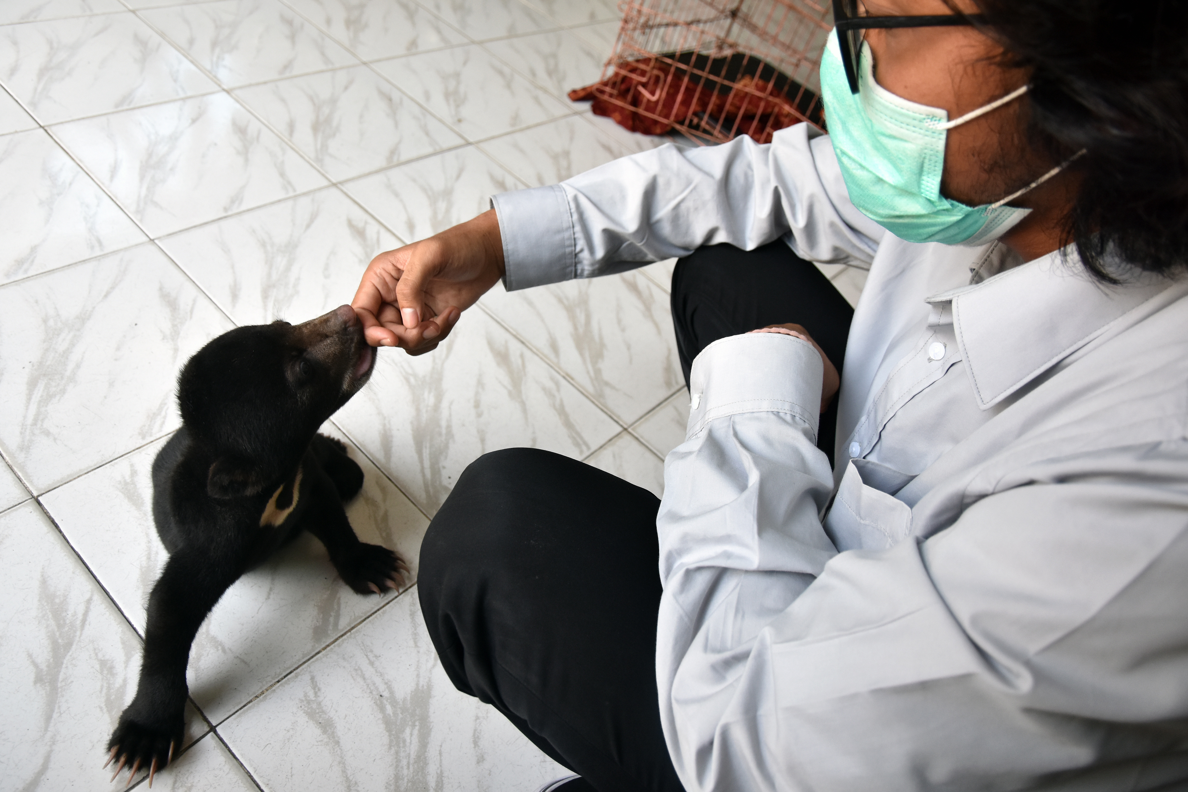 BKSDA Aceh Bebaskan Beruang Madu yang Terjerat Kawat