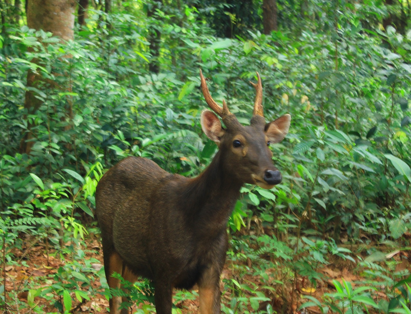 Rusa Sambar, salah satu satwa khas Kalimantan yang terancam punah, kini dapat berkembang biak di pusat penangkaran UPT Tahura Sultan Adam.