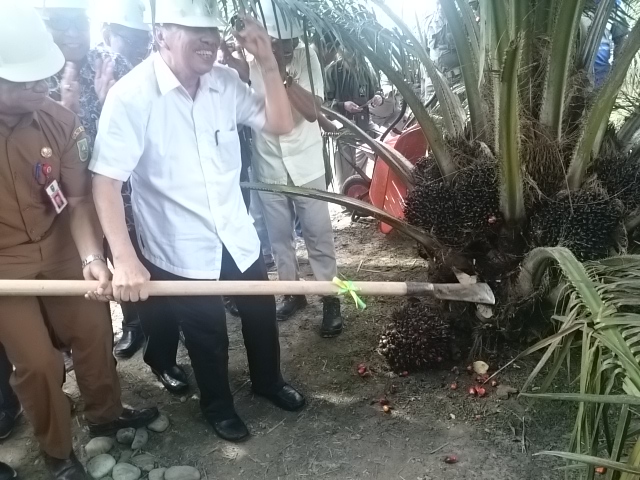  Panen Perdana Kebun Peremajaan Sawit Rakyat di Riau