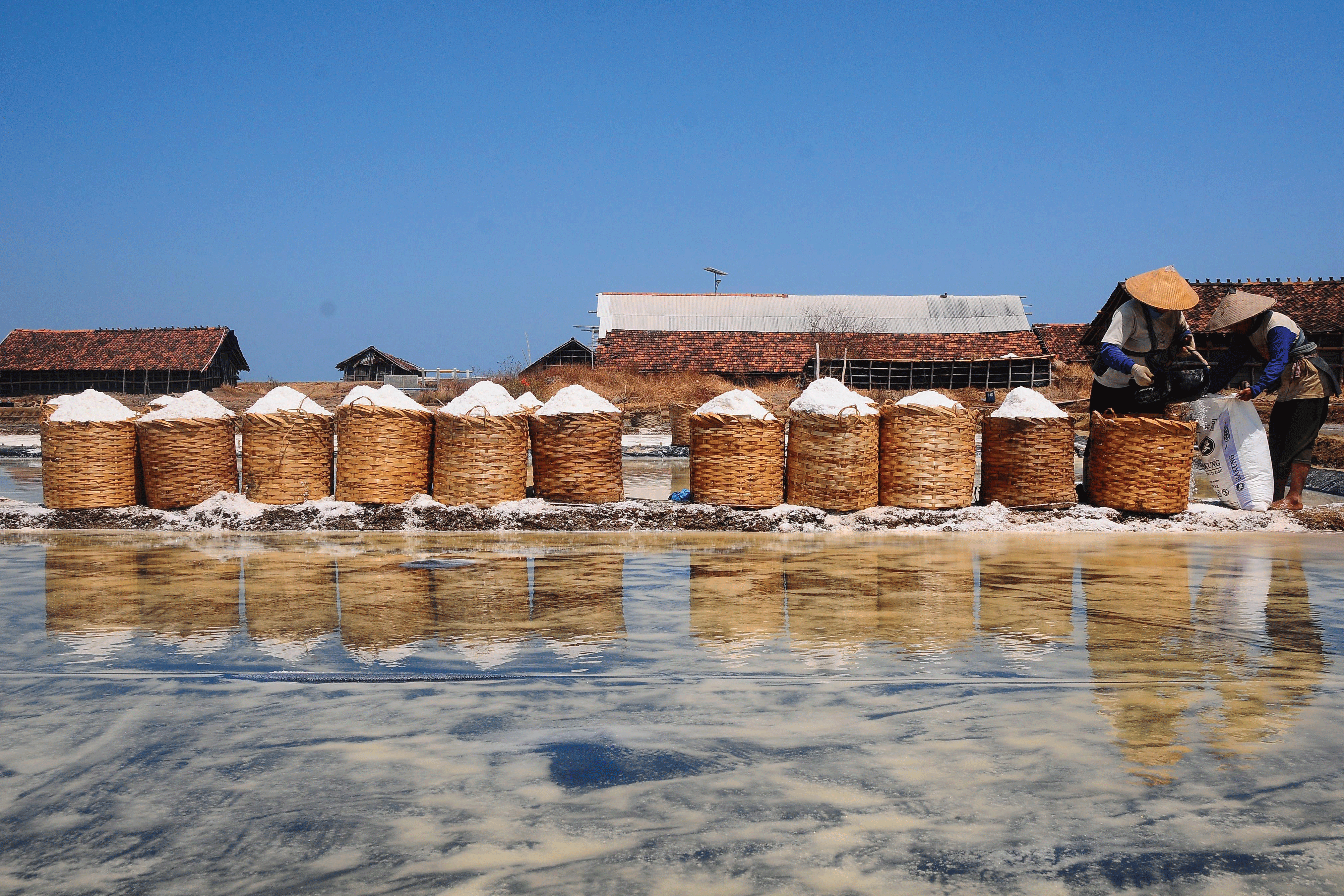 PANEN GARAM: Petani memanen garam di area tambak garam desa Kedung, Jepara, Jawa Tengah, Minggu (6/10/2019).