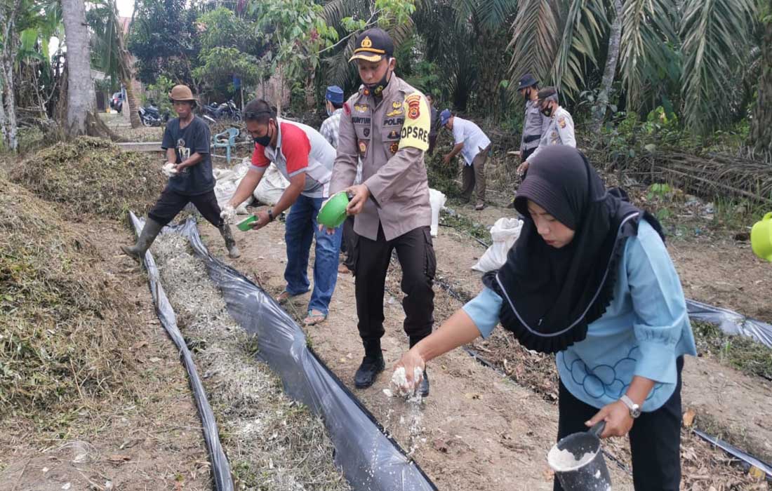 Beberapa pelaku UMKM pembuatan kompos bersama Kapolres Tanjab Barat AKBP Guntur Saputro menaburi bahan sejenis kapur ke lahan kompos.
