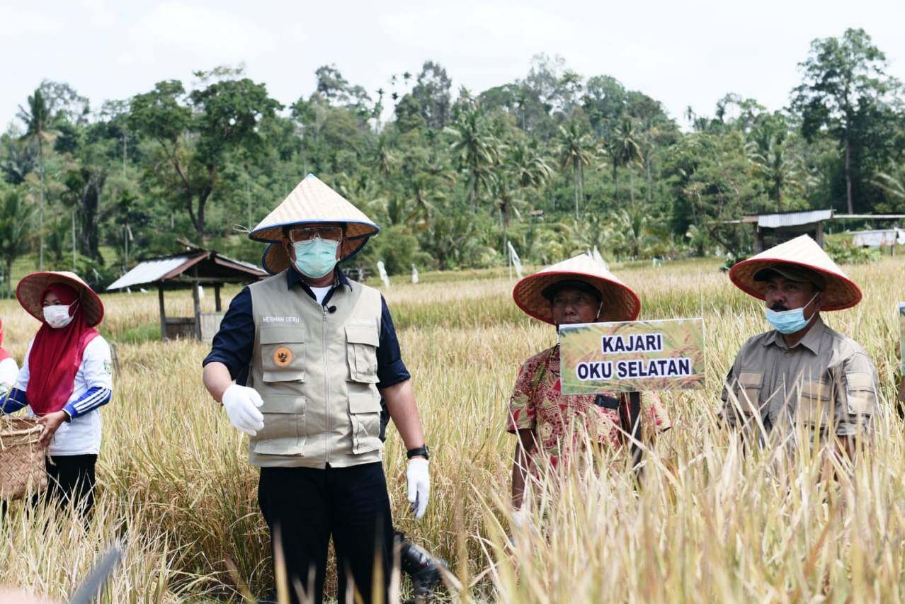 Gubernur Sumsel Herman Deru melakukan Panen Raya Padi Sawah Varietas Mikongga bersama para petani di Desa Surabaya Kecamatan Banding Agung.