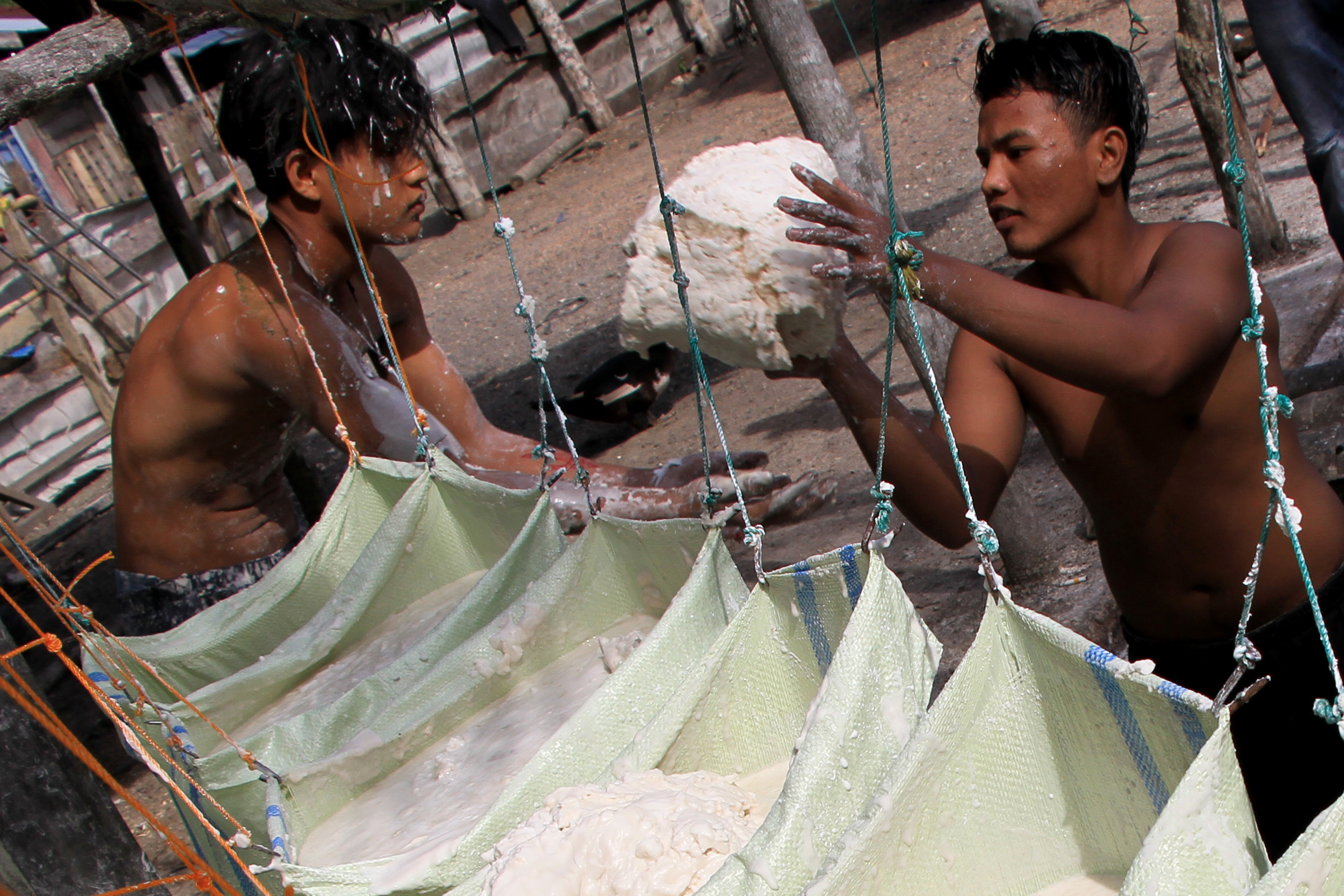 Pekerja mengumpulkan endapan tepung sagu saat proses pengeringan di salah satu tempat pengolahan di Desa Pasi Aceh Tunong, Meureubo, Aceh.