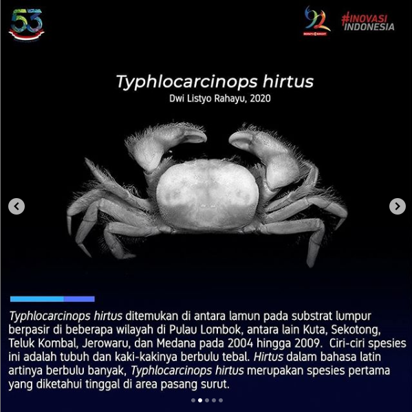 Empat spesies baru kepiting dari Indonesia timur.