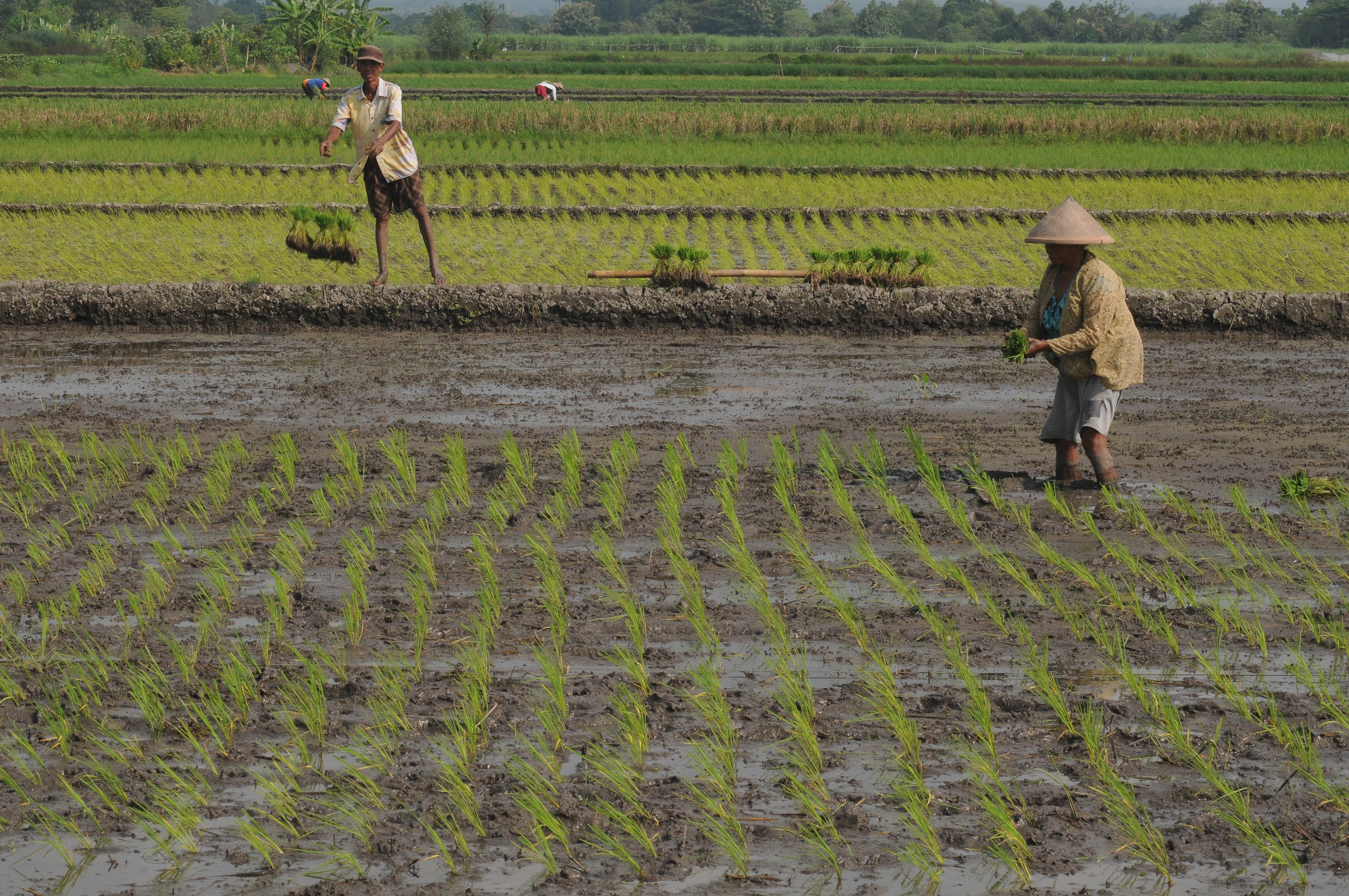 Ilustrasi petani yang beraktivitas menanam padi.