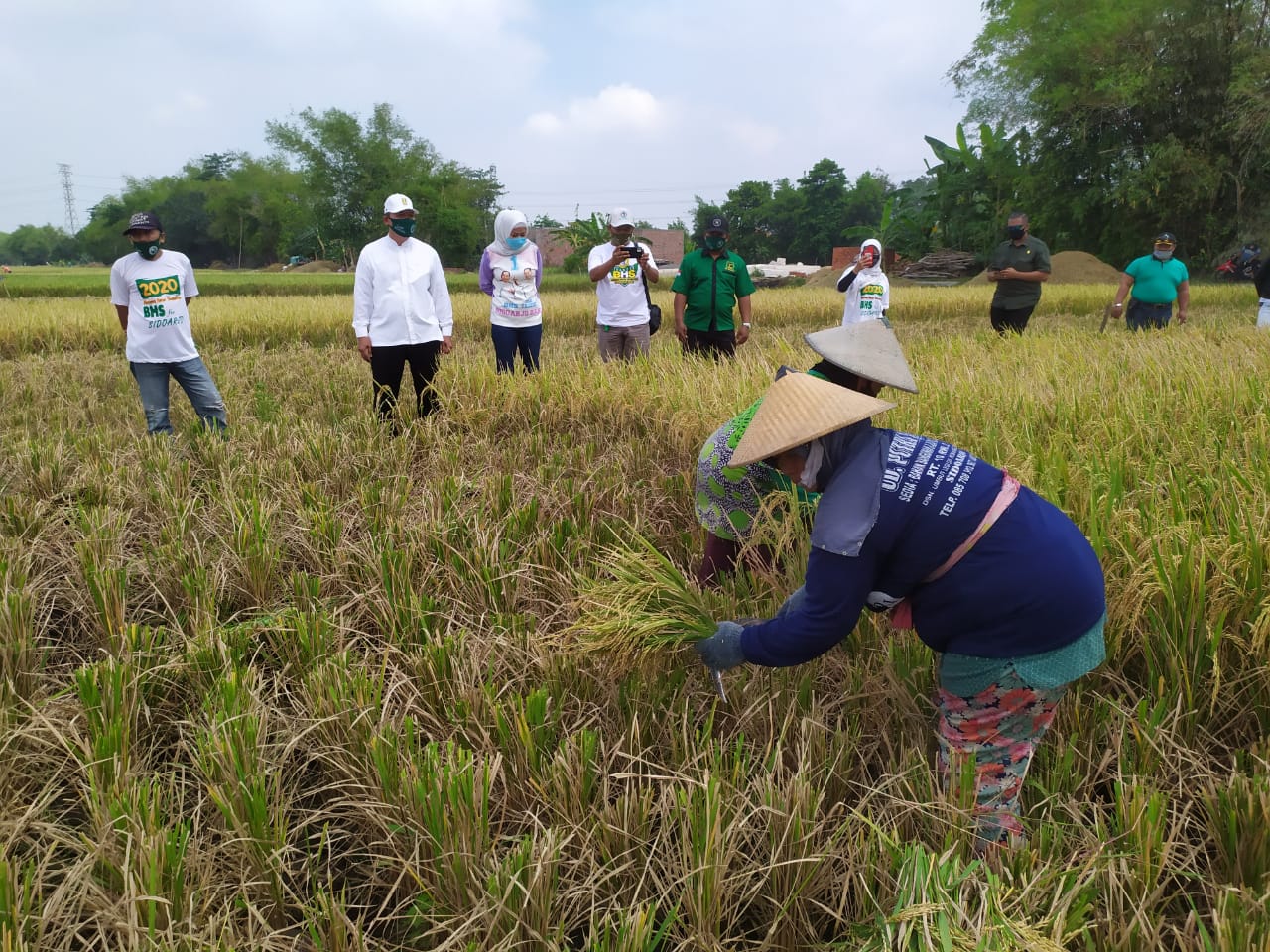 petani sedang memanen padi
